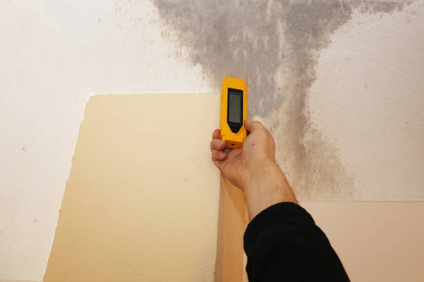 Best Mold Prevention Services  in Gladwin, MI