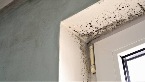 Best Water Damage & Mold Remediation  in Gladwin, MI