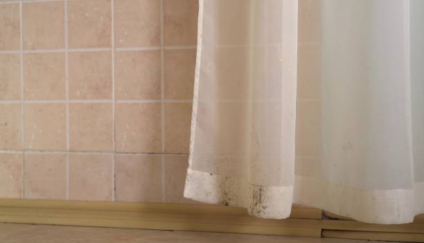 Best Comprehensive Air Testing for Mold Contaminants  in Gladwin, MI