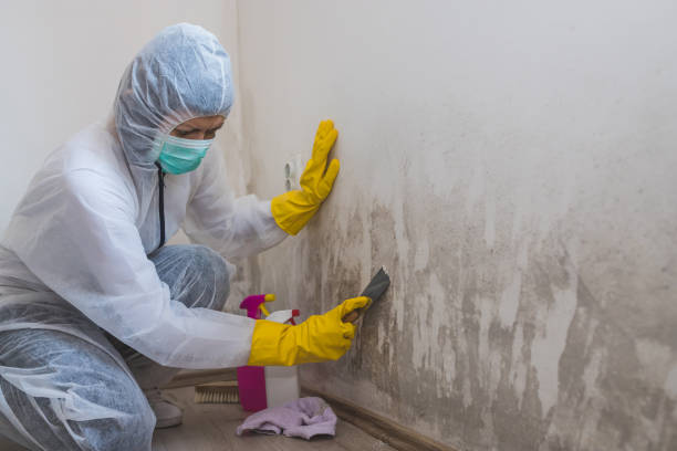 Best Basement Mold Removal  in Gladwin, MI