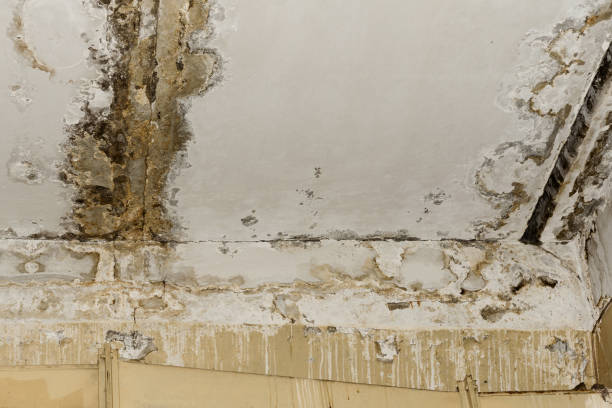  Gladwin, MI Mold Removal Pros