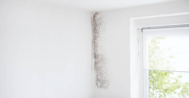 Best Biohazard Mold Removal  in Gladwin, MI