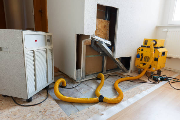 Best Emergency Mold Remediation  in Gladwin, MI