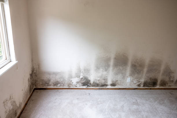 Best Mold Removal for HVAC Installations  in Gladwin, MI