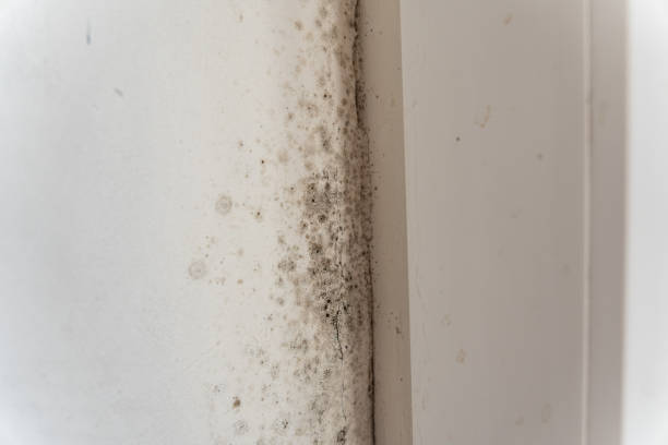 Best HVAC Mold Inspection and Cleaning  in Gladwin, MI
