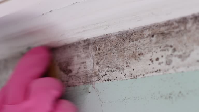 Best Basement Mold Removal  in Gladwin, MI